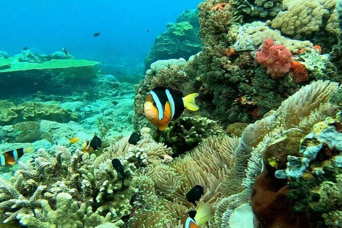 Snorkeling 4 Spot With Manta Bay Or Optional Land Trip - Gear, GoPro Photos/Video, and Getting Better Underwater Shots
