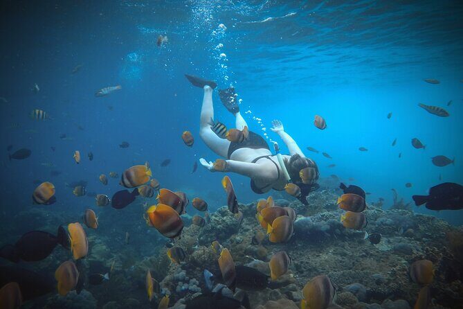 Snorkeling 4 Spots, Manta Rays, Tembeling Pool & Kelingking Beach - Drivers, Guides, and the Human Part of the Day