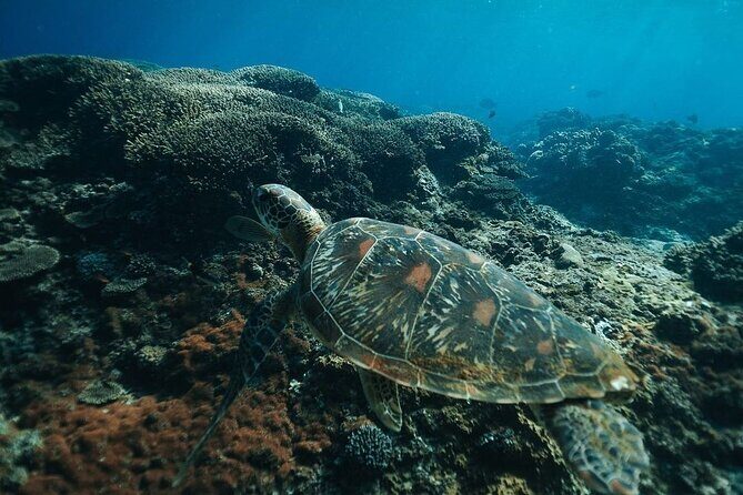 Snorkeling 4 Spots, Manta Rays, Tembeling Pool & Kelingking Beach - Price and Value From Ubud: What You’re Really Paying For
