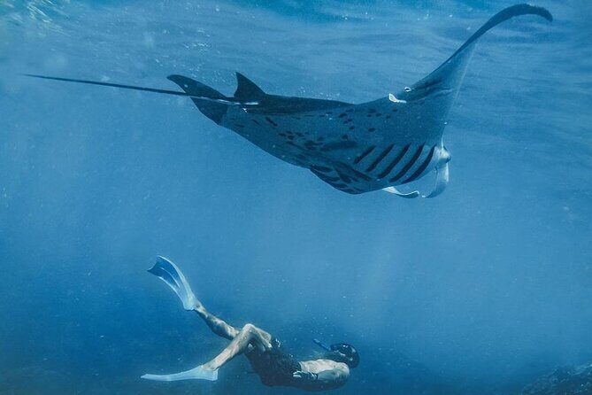 Snorkeling adventure to the manta ray habitat in Nusa Penida - Key Highlights You’ll Feel During This Nusa Penida Snorkeling