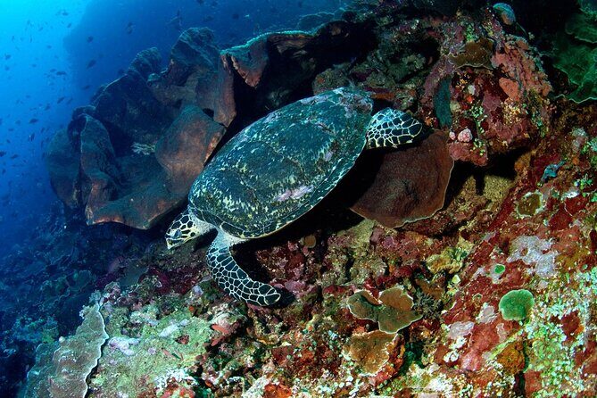 Snorkeling Adventure with East Nusa Penida Tour All Inclusive - Gamat Bay snorkeling: clear water, reef watching, and the manta question