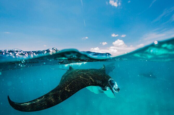 Snorkeling and Freediving Trip around Nusa Penida - Key highlights to know before you go