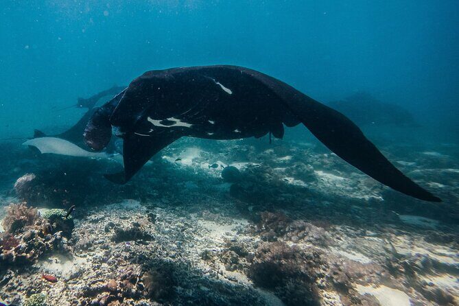 Snorkeling and Freediving Trip around Nusa Penida - Early manta timing that really changes your odds