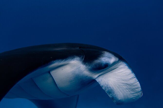 Snorkeling and Freediving Trip around Nusa Penida - Choppy-water reality: seasickness, confidence, and safety basics