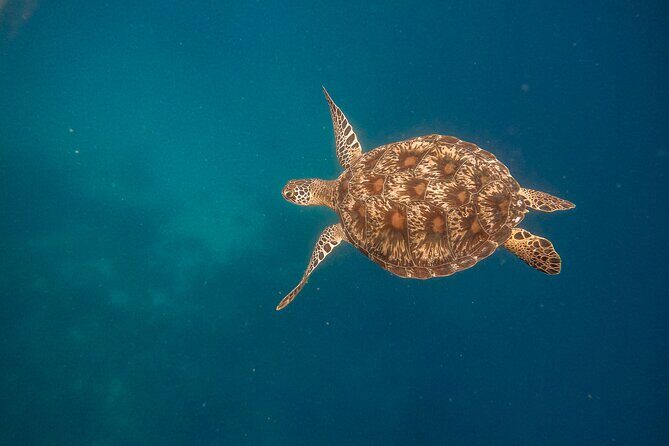 Snorkeling and Freediving Trip around Nusa Penida - What you really get for $60 (and why it can be good value)