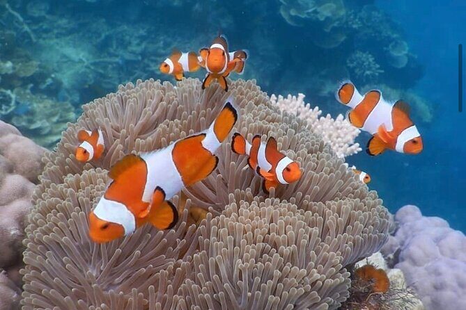 Snorkeling At Blue lagoon And Hidden waterfall - Satria Coffee Plantation: Free Samples and a Scenic Reset