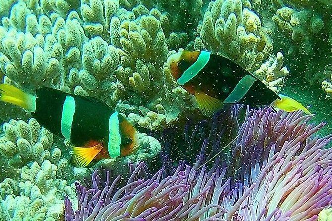Snorkeling at Blue Lagoon Bali with Lunch and Transport - Two snorkeling stops in one day: what to expect and why it’s better
