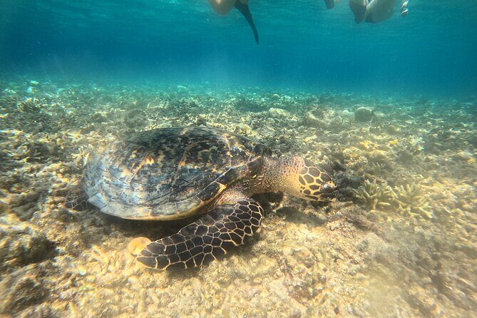 Snorkeling at Menjangan Island Bali Hidden Underwater Gem - Menjangan Island’s Reef-Wall Snorkeling in West Bali National Park