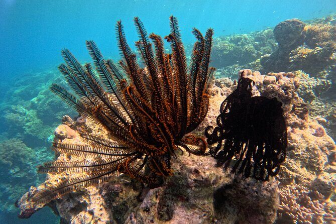 Snorkeling at Menjangan Island Bali Hidden Underwater Gem - Who This Tour Fits Best (and Who Might Want More Time)