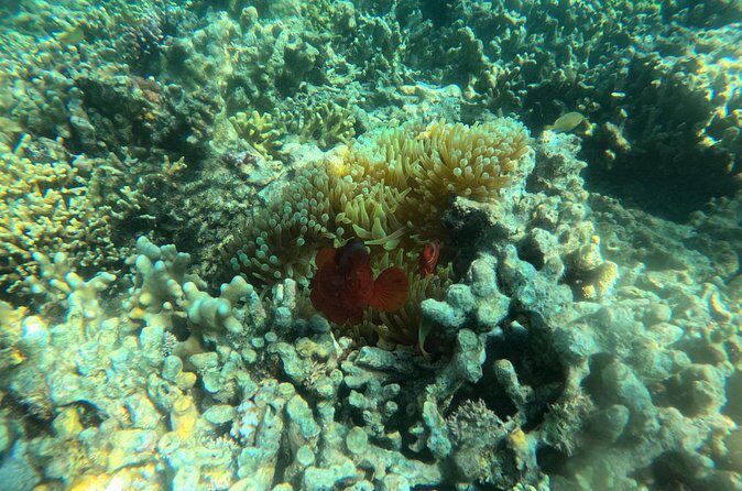 Snorkeling at Menjangan Island Bali Hidden Underwater Gem - Tips to Get Better Snorkeling Results at Menjangan