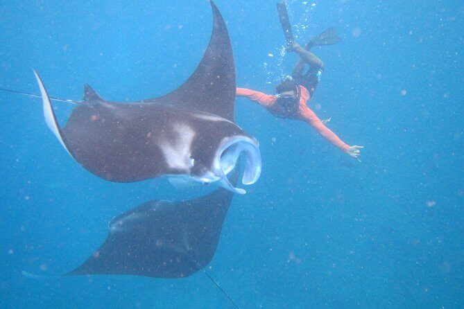 Snorkeling Day Trip To Lembongan and Penida - Key highlights that make this tour worth your time