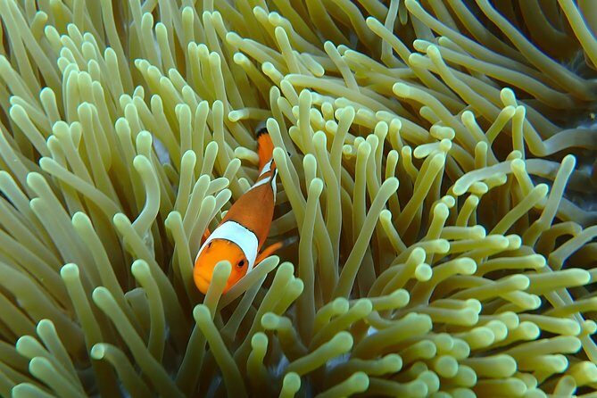 Snorkeling Day Trip To Lembongan and Penida - Mangrove kayaking at Nusa Lembongan: short, scenic, and easy to overestimate