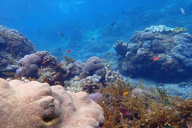Snorkeling Day Trip To Lembongan and Penida - Safety and fitness: the stuff you should not skip reading