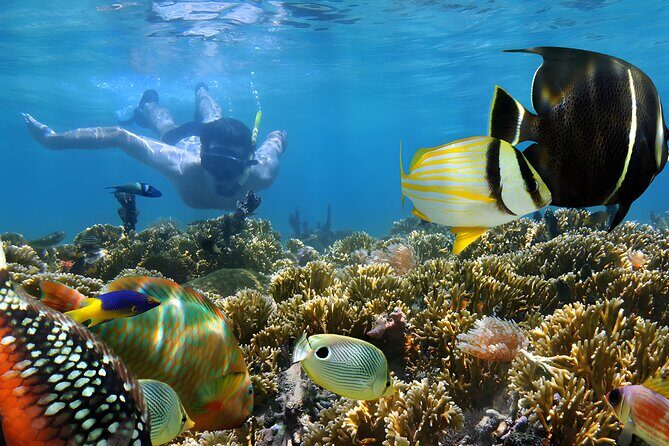 Snorkeling in Blue Lagoon Padang Bai Bali : Snorkel in the clear blue waters - Key Points to Know Before You Go