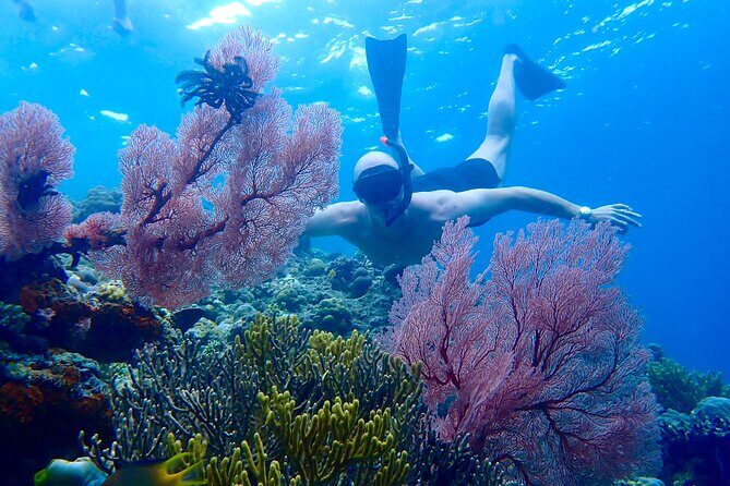 Snorkeling in Menjangan Island with Pickup and Lunch - Key things I’d plan around before you go