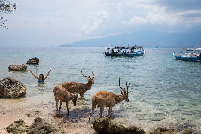 Snorkeling in Menjangan Island with Pickup and Lunch - The beach break: lunch, a walk for wild deer, and time to reset