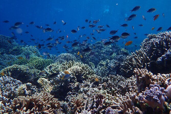 Snorkeling in Menjangan Island with Pickup and Lunch - Second snorkeling session: a second chance at coral and turtles
