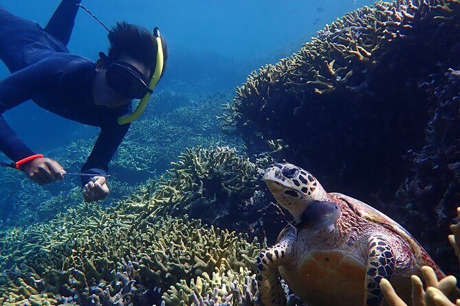 Snorkeling in Menjangan Island with Pickup and Lunch - Small group size (15 max) and why it matters in real life