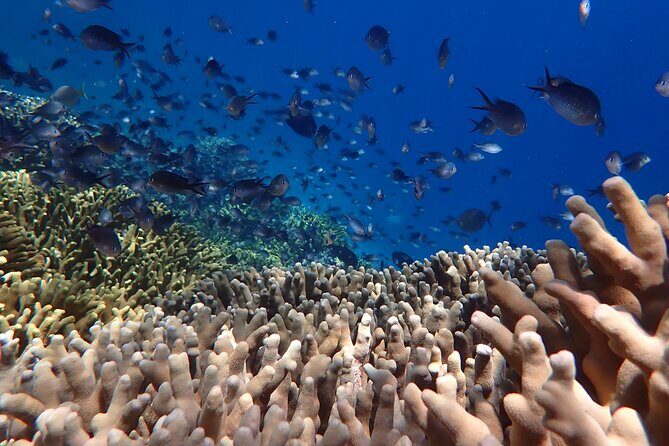 Snorkeling in Menjangan Island with Pickup and Lunch - Equipment and comfort: what you don’t have to bring