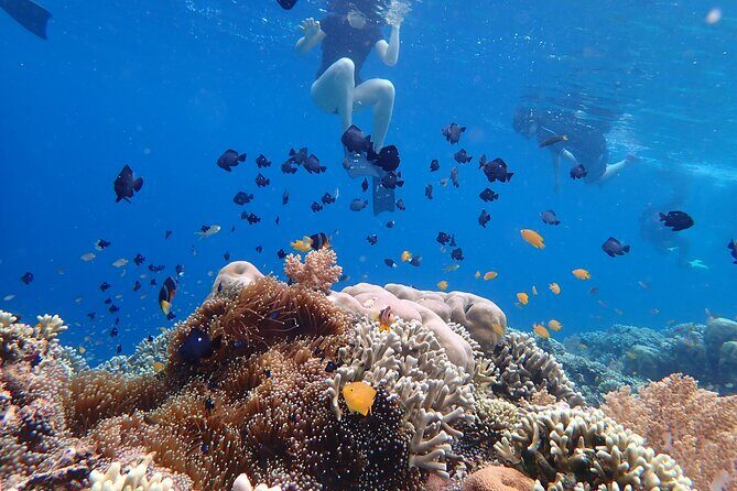 Snorkeling in Menjangan Island with Pickup and Lunch - Lunch options and the beach picnic vibe
