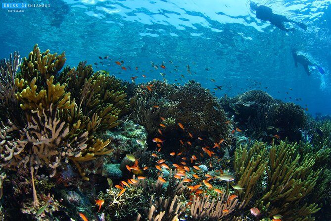 Snorkeling in Menjangan Marine Park - Discover abundant marine life of Pemuteran - Key highlights I’d plan around