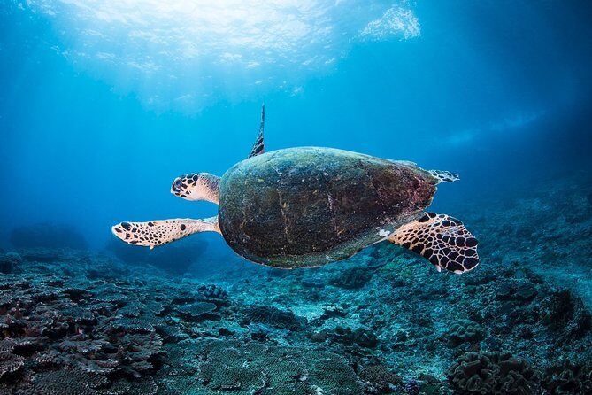 Snorkeling in Menjangan Marine Park - Discover abundant marine life of Pemuteran - Menjangan Marine Park: Why Pemuteran’s snorkeling feels different