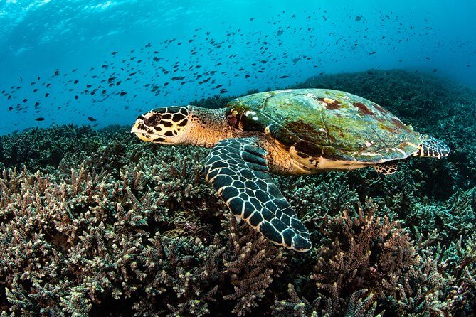 Snorkeling in Menjangan Marine Park - Discover abundant marine life of Pemuteran - On the water: what the snorkeling windows are really like
