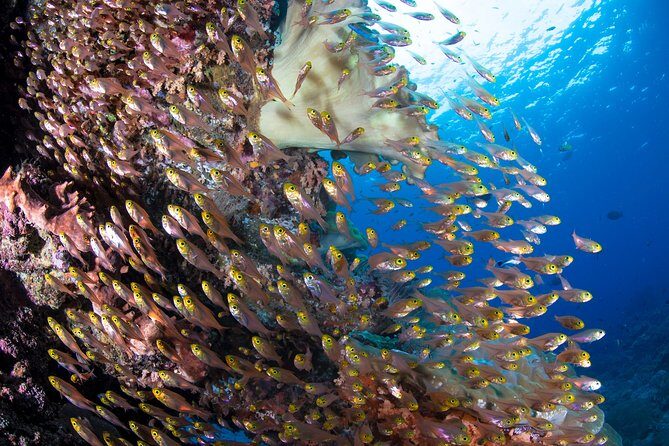 Snorkeling in Menjangan Marine Park - Discover abundant marine life of Pemuteran - Stop on land: the limestone Balinese temple break