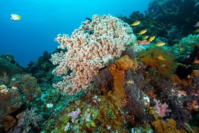 Snorkeling in Menjangan Marine Park - Discover abundant marine life of Pemuteran - Wildlife moments: deer, sea turtles, and what you should realistically expect