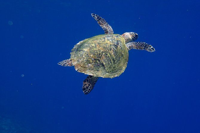 Snorkeling in Menjangan Marine Park - Discover abundant marine life of Pemuteran - What’s included: gear, snacks, and on-site comfort that saves your day