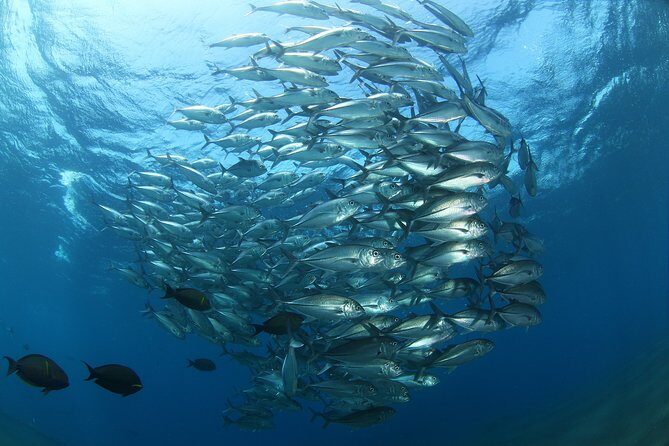 Snorkeling in Menjangan Marine Park - Discover abundant marine life of Pemuteran - What to bring: small choices that make snorkeling smoother