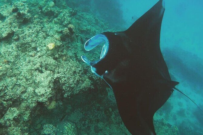 Snorkeling In Nusa Penida Departing From Bali Island - Price and Value: What $104.50 Covers (and What It Doesn’t)