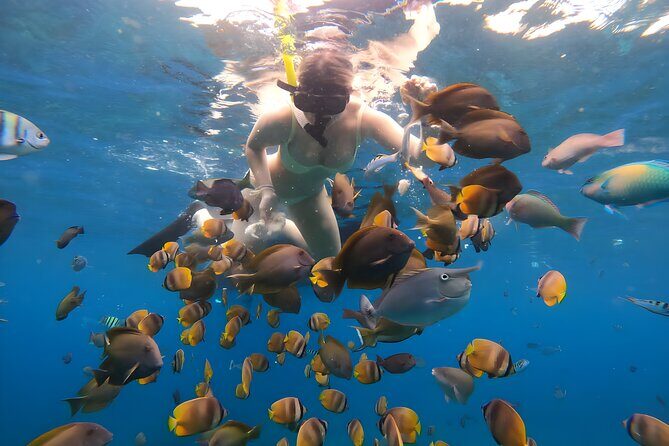 Snorkeling In Nusa Penida Departing From Bali Island - Gamat Bay and Manta Bay: Fish Abundance, Manta Odds, and Real Expectations