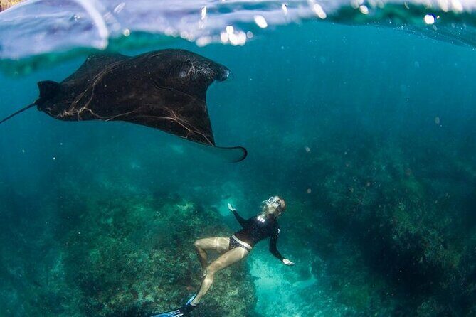 Snorkeling Manta Ray in Nusa Lembongan - Price and value: does $23.66 make sense for 2 hours?
