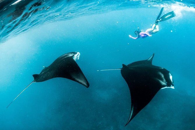Snorkeling Manta Ray Safari in Nusa Penida - Gear, Photos, and Wildlife Etiquette That Actually Matters
