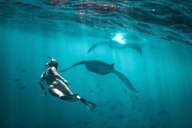 Snorkeling Manta Ray Safari in Nusa Penida - Manta Ray Reality Check: Wild Animals and Fast Decisions