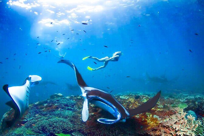 Snorkeling Manta Ray Safari in Nusa Penida - Value and Alternatives: Is $15.28 Worth It?