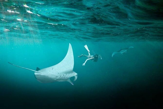 Snorkeling Manta Ray Safari in Nusa Penida - Should You Book This Nusa Penida Manta Ray Safari?