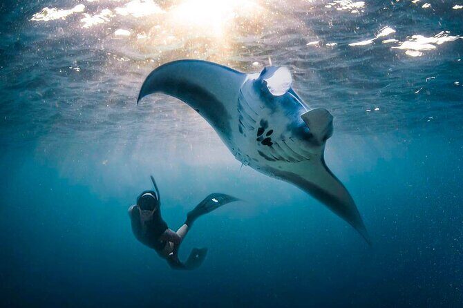 Snorkeling Manta Ray Safari in Nusa Penida - FAQ