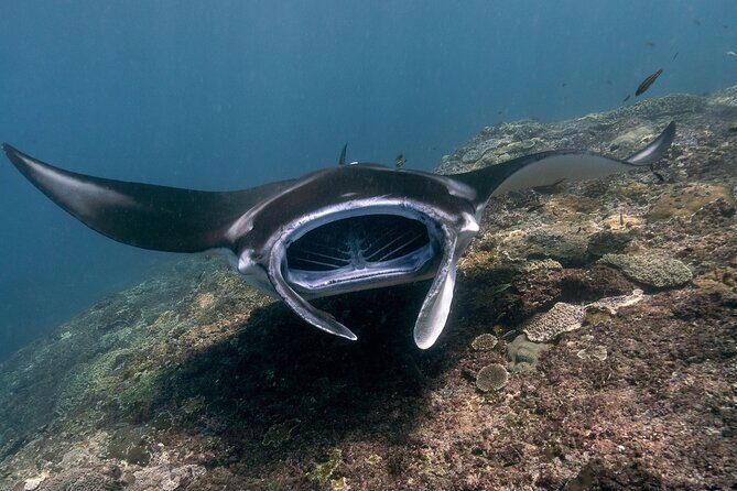 Snorkeling Manta Rays, Land Tour Tembeling Pool & Kelingking - Key things I’d zero in on before you book