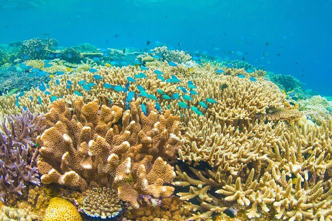 Snorkeling Manta Rays, Land Tour Tembeling Pool & Kelingking - Kelingking Beach: the iconic viewpoint, no beach scramble