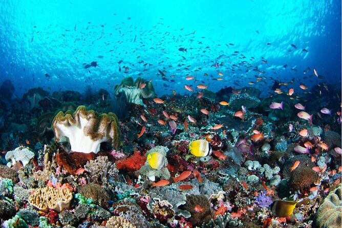 Snorkeling Nusa Penida and Island Tour Package - Key Things I’d Pay Attention To Before You Go