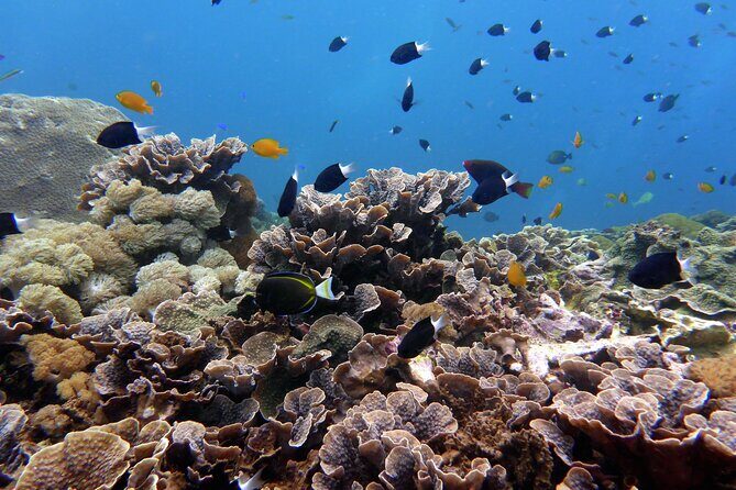 Snorkeling Nusa Penida and Island Tour Package - The Land Tour: Kelingking, Broken Beach, and Angel’s Billabong