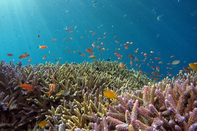 Snorkeling Nusa Penida and Island Tour Package - Sanur Morning: Fast Boat To Toyapakeh and Island Transfers