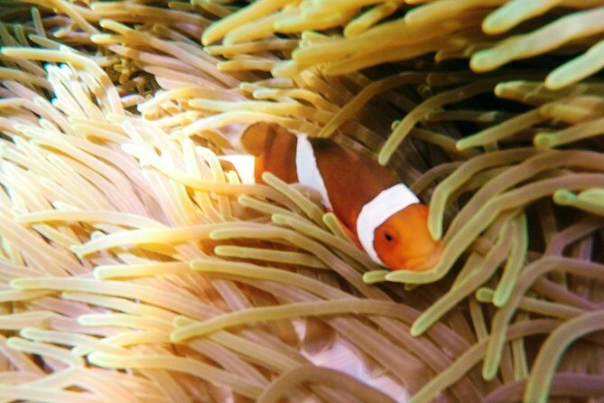 Snorkeling Package at Padang Bai Blue Lagoon - Why Padangbai Blue Lagoon snorkel trips feel worth it