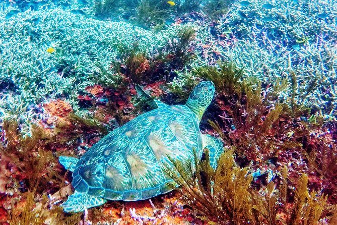 Snorkeling Package at Padang Bai Blue Lagoon - Sanur to Padangbai: what the transfer really means for your day