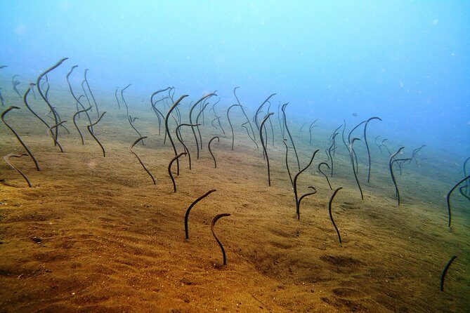 Snorkeling Package at Tulamben Liberty Shipwreck - Price and value: is $58.98 a smart deal for this day?