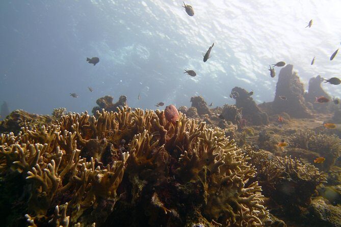 Snorkeling Package at Tulamben Liberty Shipwreck - Snorkeling the USS Liberty: what you’ll see and how the guide helps