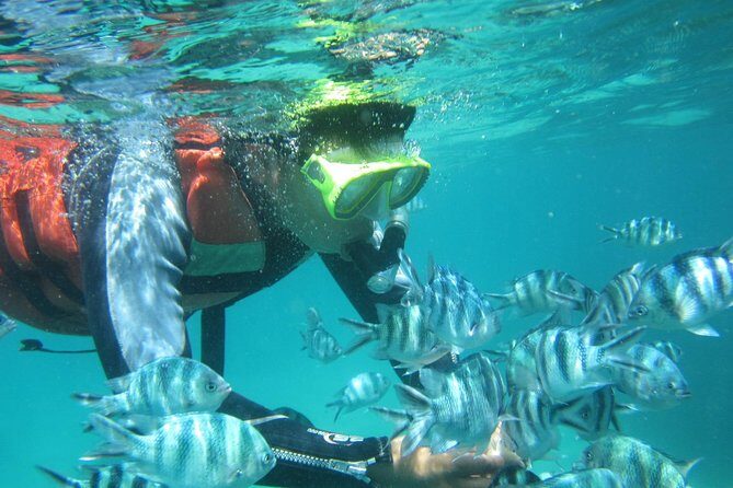Snorkeling Tour at Blue Lagoon with Private Hotel Transfer - What you’ll actually see: clownfish, angelfish, and reef critters