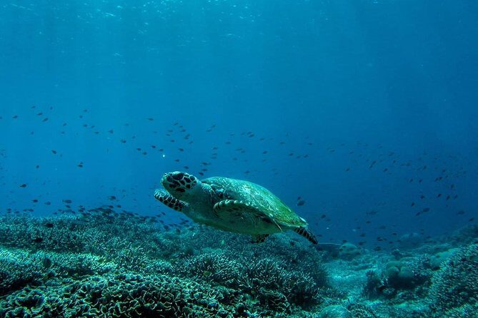 Snorkeling Trip Nusa Penida Bali - Small Group, Experienced Crew, and the Gear That Actually Helps